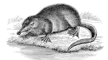 El conflicto bélico en la