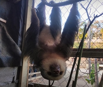 Oso perezoso decomisado en Roatán,