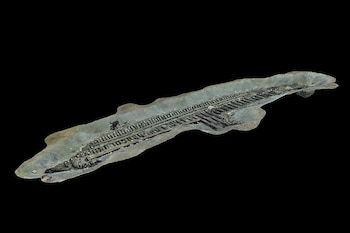 Vista 3D del thalamagos, registrada