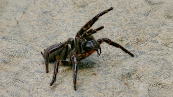 Paradoja en la naturaleza: científicos encuentran en el veneno de una araña mortal una proteína que protege las neuronas del cerebro ante un ictus