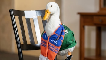 Merlín llega a Palacio Nacional: la familia del pato del Mundial se reúne con Claudia Sheinbaum en la mañanera