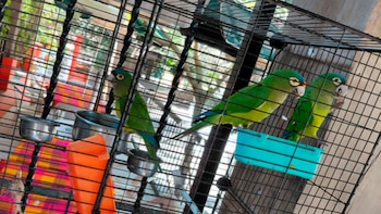 En Colima resguardaron cinco pericos