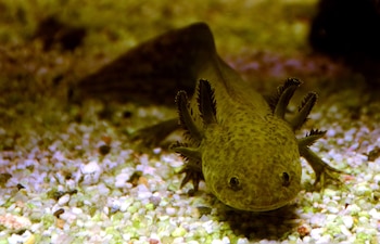 Ejemplar de ajolote. (Vassil/Wikimedia Commons)