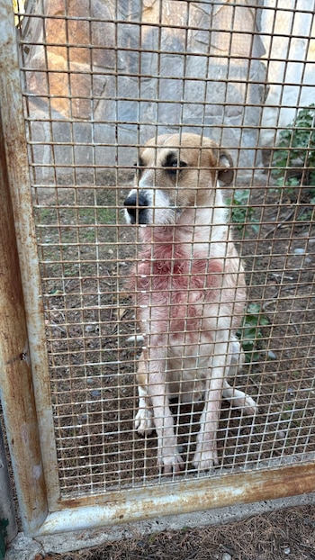 El perro quedó bajo el resguardo de la fiscalía