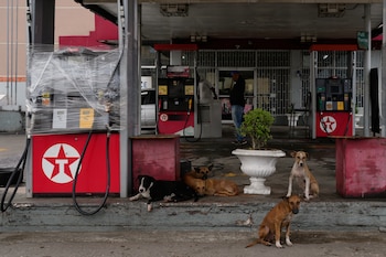 Varios perros descansan junto a