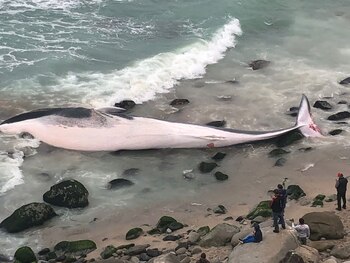 Ballena varada en Punta Hermosa.