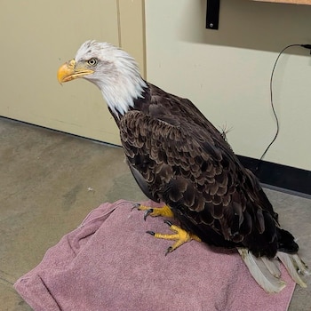 Un águila calva de plumaje marrón y cabeza blanca se apoya sobre una toalla rosada doblada en el suelo de una habitación