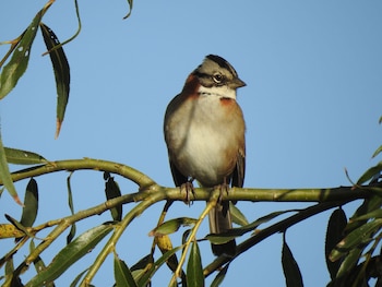 Científicos de la UBA reintroducen