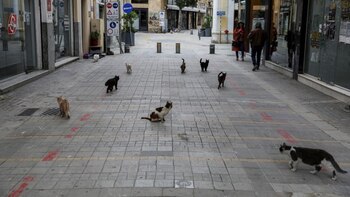 Varios gatos fueron encontrados muertos
