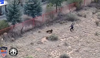 Vista aérea de un oso y una persona en un terreno seco con vegetación baja, junto a una cerca metálica roja que delimita una vivienda