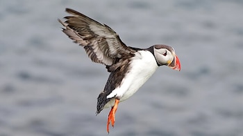 Centenares de frailecillos atlánticos aparecen