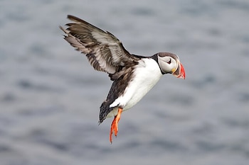 Ejemplar de frailecillo atlántico. (Jakub