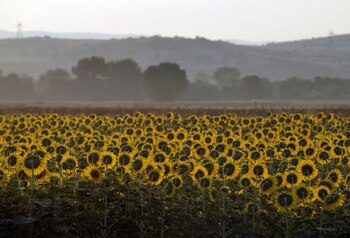 El aceite de girasol es