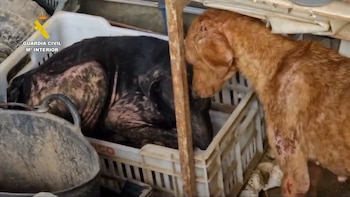 Perros maltratados (Guardia Civil)