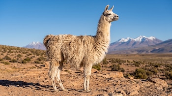 Llama de pelaje beige sobre un suelo rocoso y árido, con montañas con nieve y cielo azul al fondo.