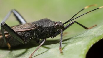 Mal de Chagas, claves de
