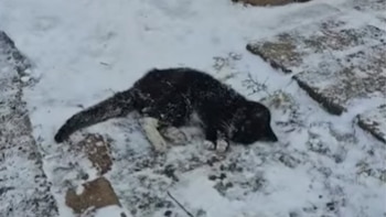 La desgarradora historia de una