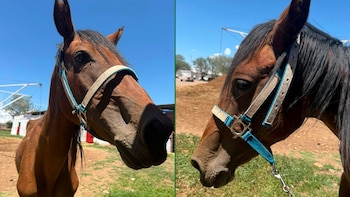 Linda, una yegua que sufrió maltrato severo y explotación a manos de un agresor con antecedentes de abuso hacia caballos, se encuentra actualmente bajo el cuidado temporal de un hombre llamado Alejandro, en Chihuahua