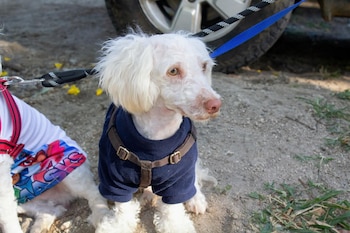 La esterilización gratuita busca frenar