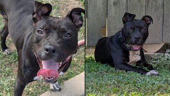 Rescatistas encontraron a la perrita