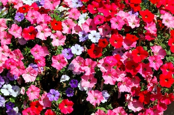 Foto de archivo de petunia.