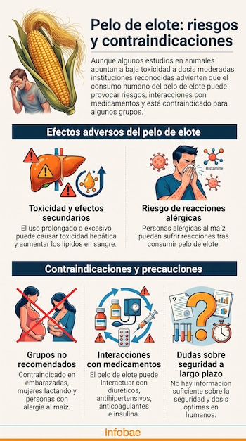 Infografía con una mazorca de maíz e ilustraciones que detallan efectos adversos y contraindicaciones de uso del pelo de elote.