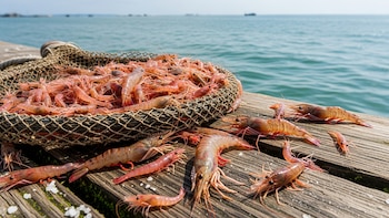 El Salvador establece veda nacional de camarón marino por 45 días