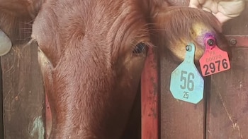 Panamá identifica de manera diferenciada los bovinos importados de los locales, como parte de la vigilancia veterinaria