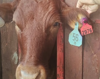 El Ministerio de Desarrollo Agropecuario informó que la identificación diferenciada de los animales importados y nacionales forma parte de una estrategia de prevención, vigilancia y control. (MIDA)