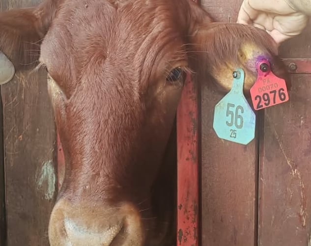 El Ministerio de Desarrollo Agropecuario informó que la identificación diferenciada de los animales importados y nacionales forma parte de una estrategia de prevención, vigilancia y control. (MIDA)