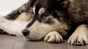 Perros con ansiedad: síntomas, causas