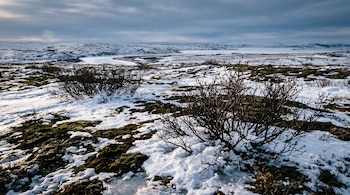 Arbustos sin hojas y parches de musgo emergen sobre el suelo cubierto parcialmente de nieve en un amplio paisaje llano.