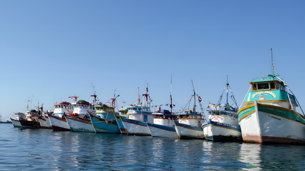 Pesca profunda amenaza al atún patudo y pone en riesgo la cadena marina