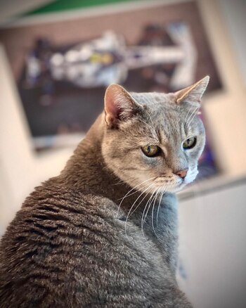 El felino de 16 años