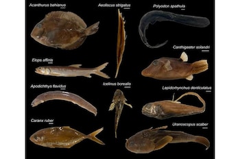 El equipo utilizó tomografía computarizada para analizar el interior de los cráneos de 87 especies diferentes (Rodrigo Figueroa (PRSB 2026)