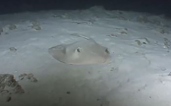 Primer plano de una raya camuflada en el fondo arenoso de un cuerpo de agua, con sus ojos visibles sobre la superficie de la arena