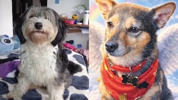 El Instituto Distrital de Protección