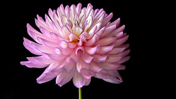 Universidad Autónoma de Chapingo investigó