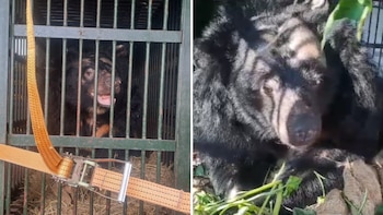 Na vivió hacinada durante 20 años dentro de una jaula en una granja de bilis de oso. (Instagram/bearsanctuary_ninhbinh)