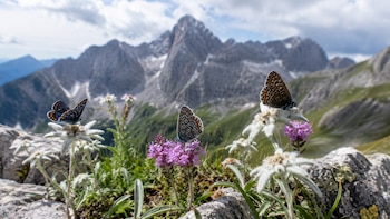 El calentamiento en los Alpes bávaros impulsa un corrimiento de especies hacia áreas más frescas (Imagen Ilustrativa Infobae)