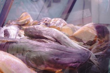 Autoridades recomiendan comprar pescado exclusivamente