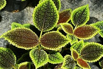 Una planta de interior perfecta para casas pequeñas