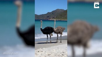 05/03/2021 Un par de avestruces