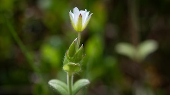 Un estudio revela que las plantas podrían adaptarse al cambio climático más rápido de lo que se pensaba