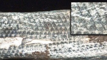 Los tatuajes han sobrevivido con