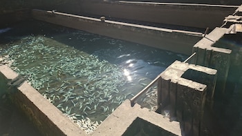 Presunta contaminación mata más de 8 millones de truchas en Huancayo: ¿qué harán con los peces muertos en el río Yuracyacu?