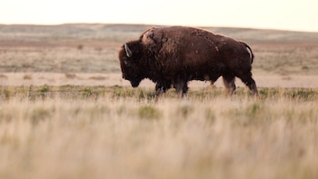 Los bisontes de Montana están en peligro de expulsión