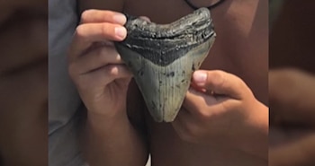 Dos manos sostienen un diente de tiburón fosilizado de color gris y negro. El diente cuelga de un cordón negro alrededor del cuello de una persona