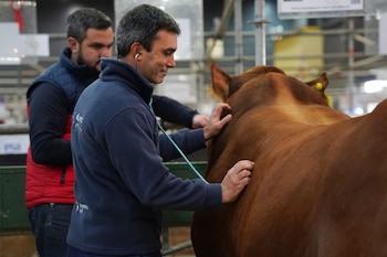 Los veterinarios seleccionados se encargarán