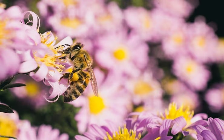 Los insectos voladores resultan entre los más afectados en altura porque el aire más delgado exige más energía para volar y coincide con menos oxígeno disponible (Magnific)